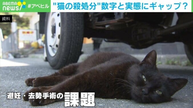 犬猫の“殺処分”は本当に減っているのか？ 不透明な実態に「救いたい気持ちは同じ」 1枚目