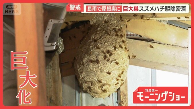 “長雨で凶暴化”秋のスズメバチ　隠れた巨大巣　相次ぐ屋根裏の駆除　ハンターに密着 1枚目
