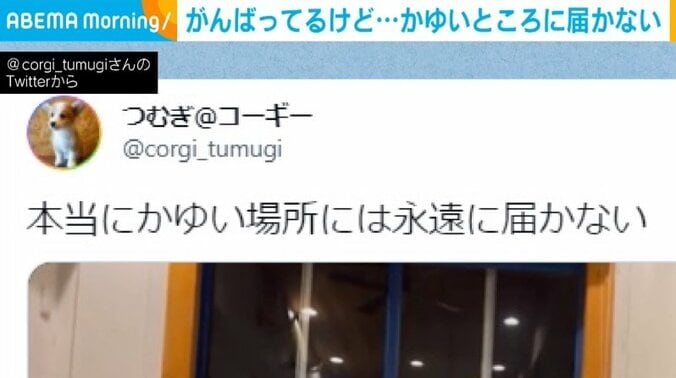 短足コーギーがかゆいところかくも...永遠に届かない様子に飼い主「微笑ましい朝を迎えている」 1枚目