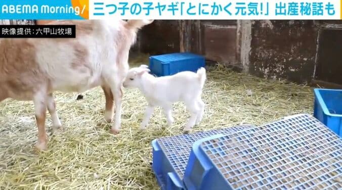 三つ子の子ヤギ