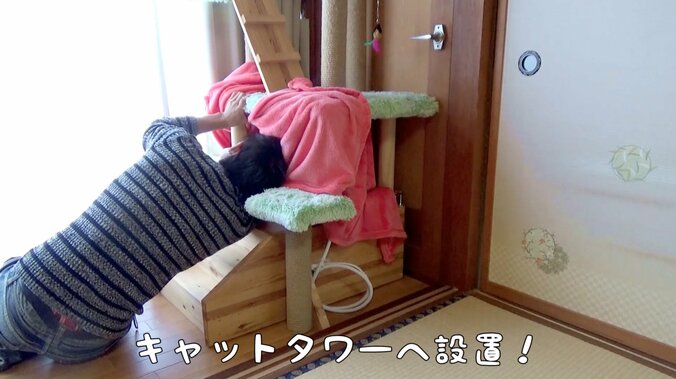 猫「もふもふにゃ〜！」　手作りこたつに興奮する猫がかわいすぎる 4枚目