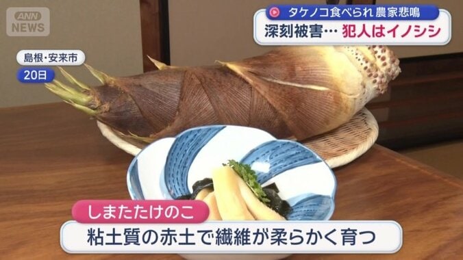 しまたたけのこ