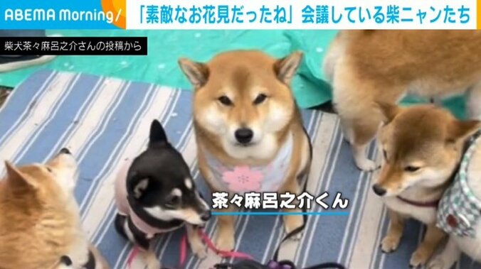 柴犬・茶々麻呂之介くん