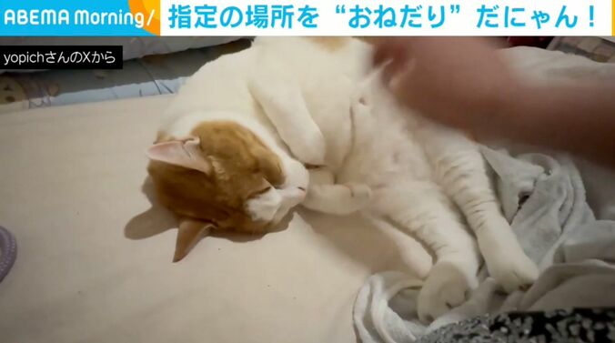 猫のふうたくん