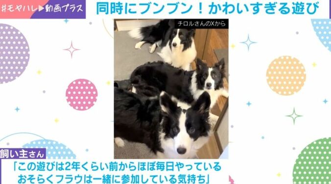 3匹のボーダーコリー