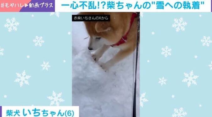 柴犬のいちちゃん