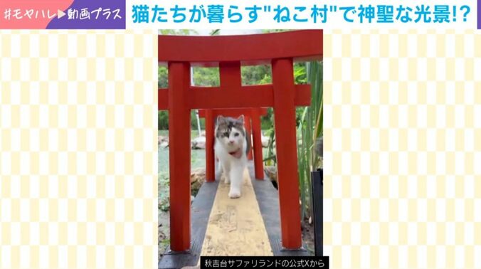 ねこ村