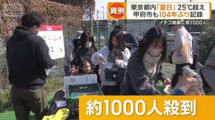 イチゴ農園に約1000人殺到