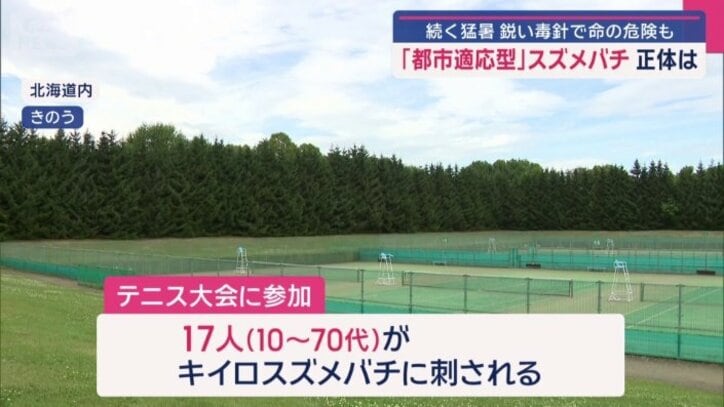 キイロスズメバチに刺される被害