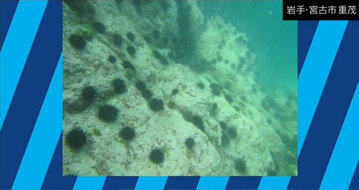 寿司屋からウニが消える?漁獲量を減少させる「磯焼け」とは