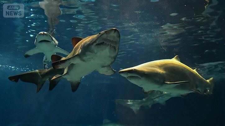 “世界初”シロワニの3期連続繁殖に成功　強面なのに温厚なサメ「シロワニ」の魅力