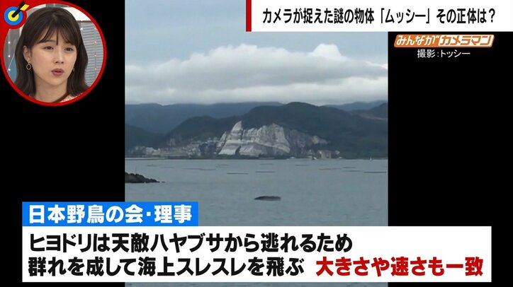 川の河口に謎の物体が出現 カメラが捉えた証拠映像に反響と憶測広がる 「UMA、アシカ、アザラシ、波…」専門家の見解は?