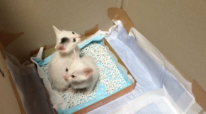 「僕、お兄ちゃんになるの？」 茶トラ猫“ひろし”に可愛すぎる兄妹誕生