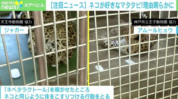 ネコがマタタビ好きな理由明らかに 1000年以上前に祖先が獲得した本能か