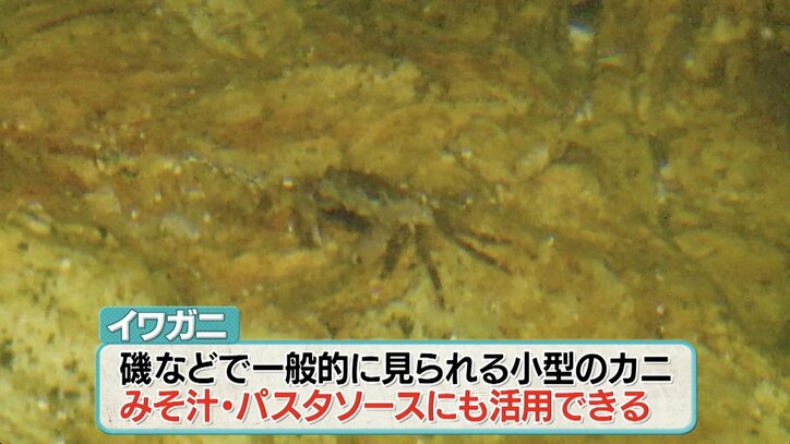 【写真・画像】【ナスD】コピーして使ってください　2枚目