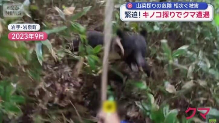 現れたのはクマ