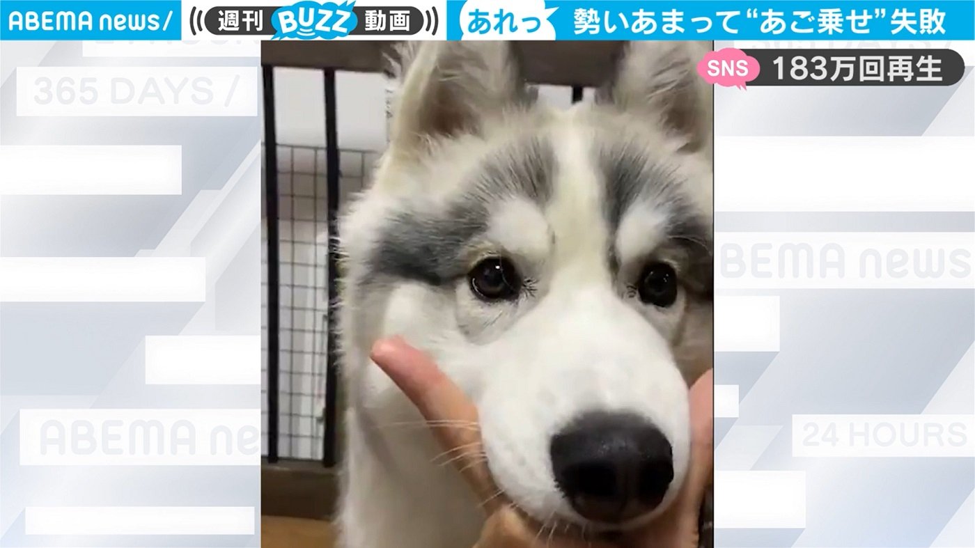 あ ズレちゃってます 痛恨 のアゴ乗せ失敗に飼い主爆笑 ハスキー犬が見せた しまった 顔に反響 国内 Abema Times