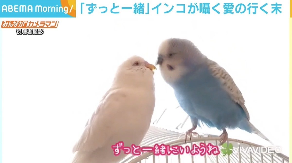 ずっと一緒」「大好きだよ」 流暢にしゃべるインコが友達に“ラブコール” | 国内 | ABEMA TIMES | アベマタイムズ