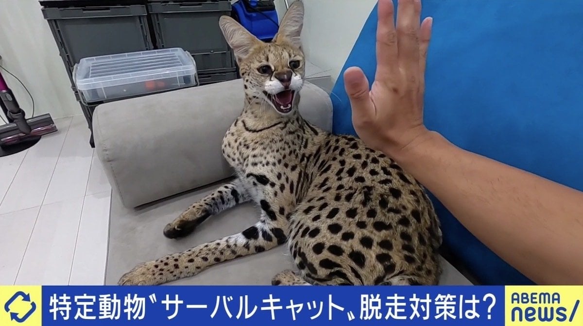 サーバルキャット 飼う