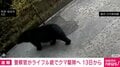 警察官がライフル銃でクマ駆除へ 13日から