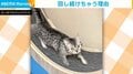 優雅な朝活!? 熱心におもちゃで遊ぶ猫の“計画的な策略”に飼い主苦笑い