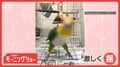 「パンチよけます」調整万全　まるでプロボクサーなシロハラインコさん　戦う練習中？