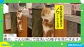 「お手伝いできるかにゃ－？」シンクにしがみついて「皿洗い」を見つめるネコが話題