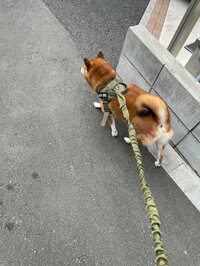 尾形あい『なんとか無事に。』