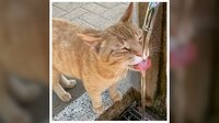 公園で“水くれ～”と催促する猫【SNS 647万回再生】