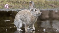 【映像】水たまりを“ピョンピョン”ではなくテケテケ歩くウサギ