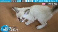 新入りの保護ネコ、どう接すれば…先輩ネコの“不器用な優しさ”に反響「ずっと見ていたい」
