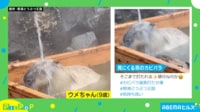 【映像】温泉で“滝行”をするカピパラ