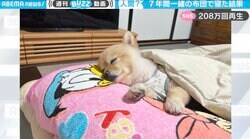 7年間愛犬と同じ布団で寝た結果…“人間と同じ”になった愛おしすぎる反応に飼い主も驚き