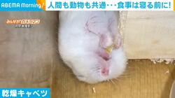 ハムスターがヘソ天で「寝ながら食べ」 餌がなくなると飛び起きて探しに
