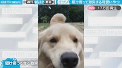 飼い主めがけてダッシュする犬→勢いあまって激突！やんちゃな姿に「ダイナミックかわいい」悶絶の声