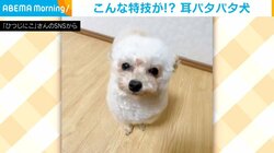 耳を“パタパタ”させるトイプー 自由自在に動かすキュートな姿に「そんな可愛い機能が!?」「癒された」悶絶の声