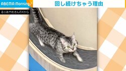 優雅な朝活!? 熱心におもちゃで遊ぶ猫の“計画的な策略”に飼い主苦笑い