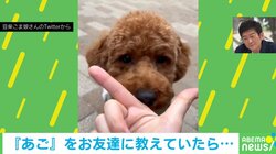 友達の“あごのせチャレンジ”中に珍事 豆柴の“あざと可愛い”行動に「講師乱入（笑）」「最高にかわいい」爆笑と称賛の声