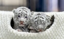 ホワイトタイガーの写真集『とらのこ』の発売即重版が決定 「癒される」「尊くて泣けてくる」と話題