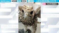 「そんなに可愛かったの…？」ハヤブサの“人懐っこい”意外な一面に「めちゃくちゃ喜んでる！」「ハヤブサミーム出来そうw」と反響