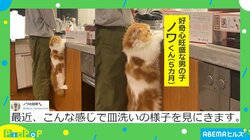「お手伝いできるかにゃ－？」シンクにしがみついて「皿洗い」を見つめるネコが話題