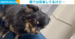 「シューン…」とした顔してるけど？ しっぽで“嬉しさ”バレバレのイヌに反響