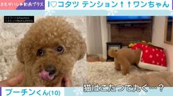 こたつにテンション爆上がりの犬→頭から突っ込む姿に「どんな入り方w」「かわいい！」と反響