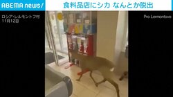 シカが食料品店に迷い込み大パニック ガラスのドアに激突もなんとか脱出 ロシア