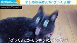 「びっくりとかそうゆう次元じゃない」ごはんに反応した猫 漫画のような表情が話題