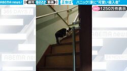 家の中に動く影が！電気をつけると…風呂上がりに遭遇した予期せぬ“侵入者（猫）”にびっくり！人間と猫の緊張感漂う触れ合いが話題に