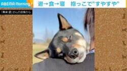 飼い主の肩に頭を預け 抱っこされると眠ってしまう黒柴 「人間の赤ちゃんにしか見えない」「寝顔めちゃくちゃかわいい」と反響