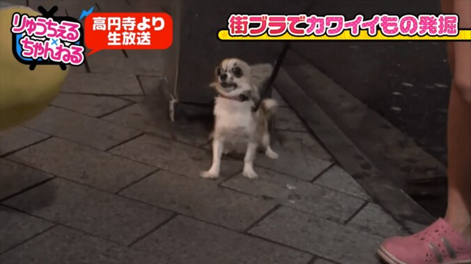 りゅうちぇる、生放送で結婚宣言？　「もうそろそろする」 6枚目