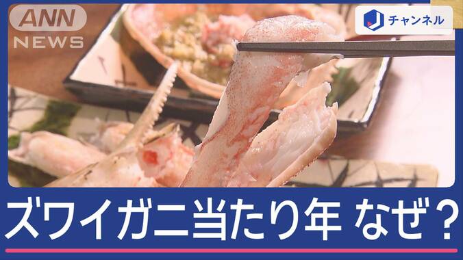 ズワイガニの季節到来　今年は「当たり年」の理由は“10年前”に 1枚目