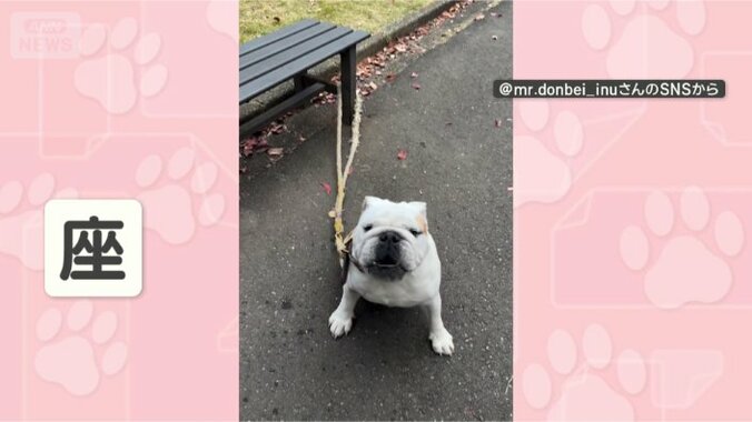 飼い主さん、ちょっとすみません